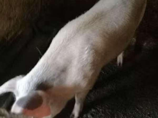 Boar,  — Hungary