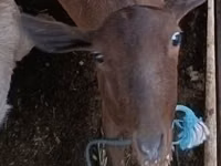 Capra, Capre — foto 1