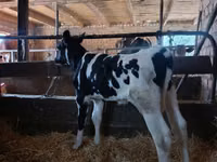 Banteng, Holstein breed — foto 3