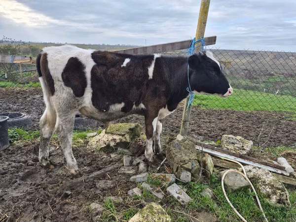 公牛, Cattle