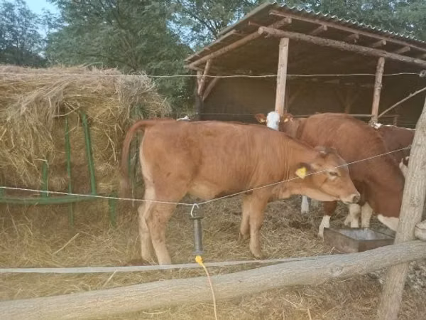 Cow, Limousin cow — Hungary
