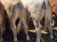 公牛, Limousin cow — 照片 8