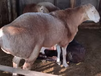 የጎትት አውራ በግ, Arashan sheep — ፎቶ 4