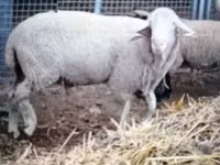 Πρόβατο, Merino sheep — φωτογραφία 2