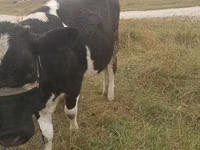 गाय, Russian Black pied cattle — फ़ोटो 2