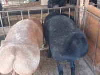Ram, Rhon sheep — photo 2