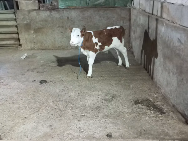 วัวตัวผู้, Simmental cattle