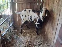بز نر, Nubian Goat — عکس 3