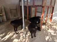 公羊, Sheep — 照片 2