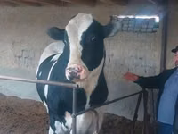 Bull, Russian Black pied cattle — photo 1