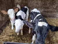 Bò đực, Russian Black pied cattle — ảnh 1