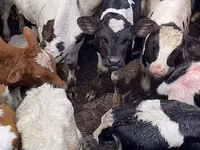 گاو نر, Russian Black pied cattle — عکس 1