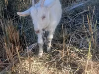 Capra, Saanen goat — foto 2
