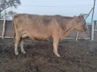 母牛, Latvian Blue cattle — 照片 1