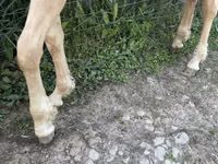 Жребец, Palomino — снимка 6