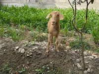 Goat, Goats — photo 2
