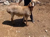 Ram, Sheep — photo 2