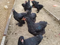 Brahma — photo 2