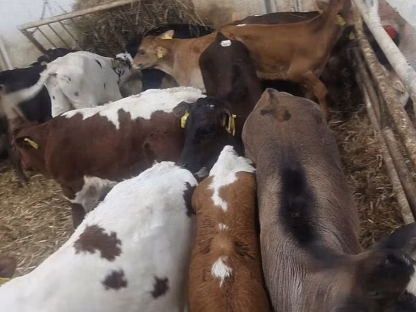 Kvæg (parti, køn ikke angivet), Simmental cattle