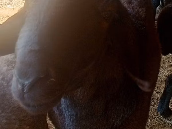Wad, Sheep