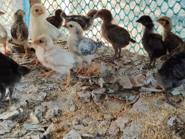 Chickens