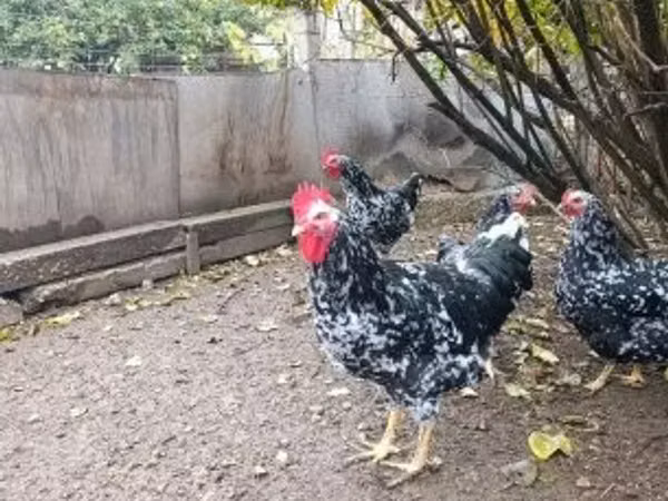 Պիտա Պինտա Աստուրիանա