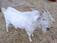Koza, Beetal goats — foto 2