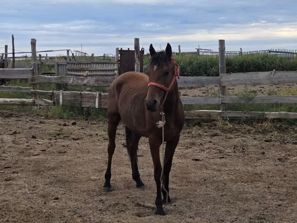 Ձի, Thoroughbred horse — Ղազախստան