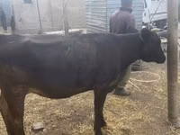 Cow, Cattle — photo 4