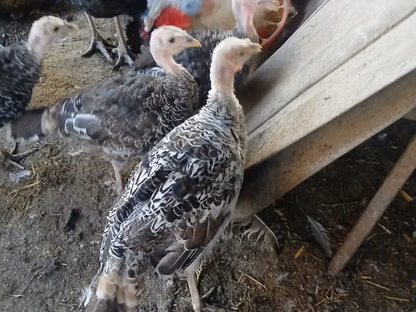 Turkeys — Kârgâzstan