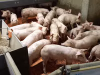مادہ سؤر, سور — تصویر 6