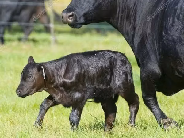 Cow, Aberdeen-Angus — Uzbekistan
