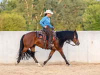 公马, Quarter Horse — 照片 6