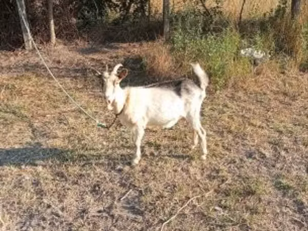 بز ماده, Nigerian dwarf goats