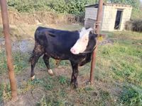 Toro, Razza rossa-mottled — foto 3