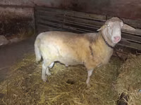 Ram, Sheep — photo 1