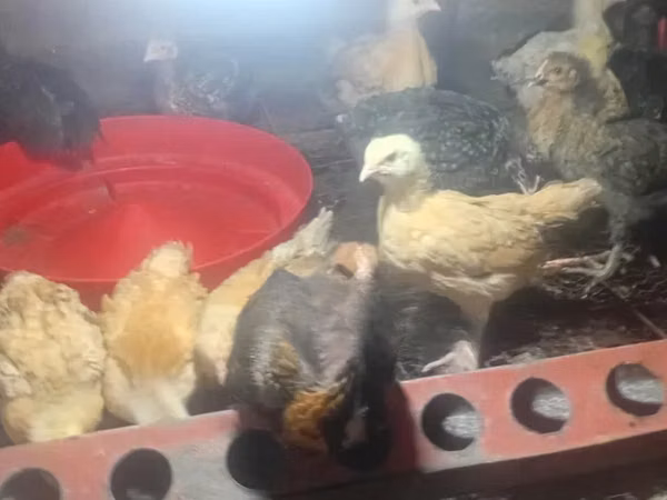 Chickens — Kenya