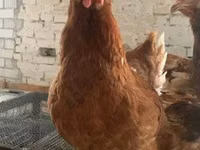 Chickens — sawirka 3