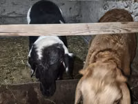 Ram, Sheep — photo 3
