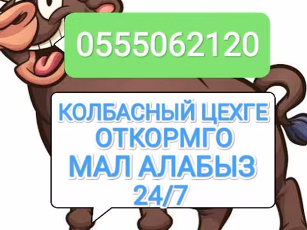 Букачар, Сиырлар