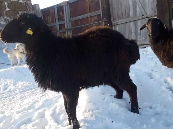 Sheep, Hissar sheep