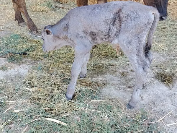 Vache, Swiss cattle — Kirghizstan