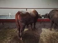 सांड, Simmental cattle — फ़ोटो 2