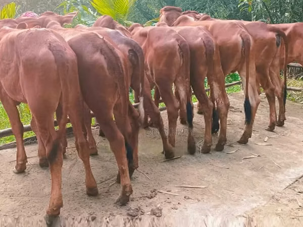 Vache, Bovins
