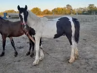 ม้าตัวผู้, Friesian — รูปภาพ 7
