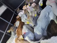 सांड, Simmental cattle — फ़ोटो 2
