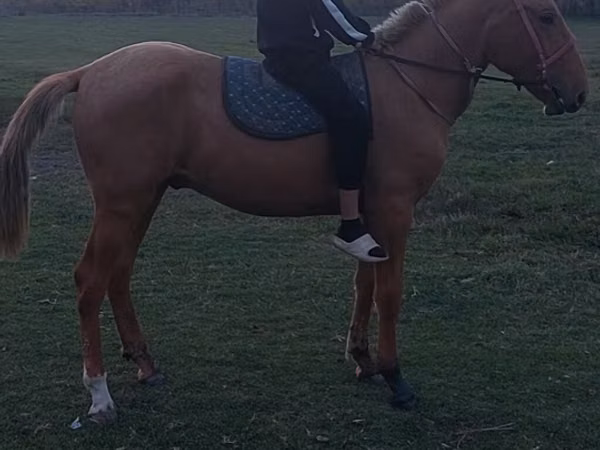 Horses (batch, sex not specified), Horses — Kyrgyzstan