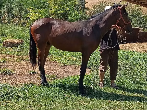 Horse (M), Horses — Kyrgyzstan
