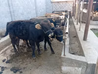 Toro, Bovini — foto 2