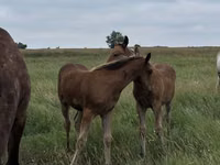 암말, Horse breed — 사진 3